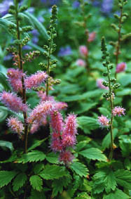 Astilbe chinensis var pumilia
